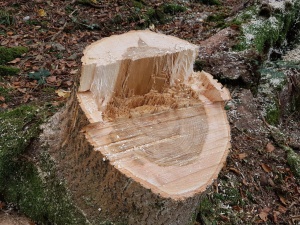 Tiefe Fallkerbe.jpg